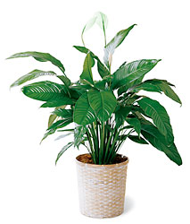 Spathiphyllum